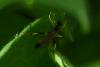 Ctenopelmatinae inconnu